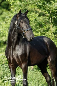 a black horse standing on top of a lush green field with trees in the background