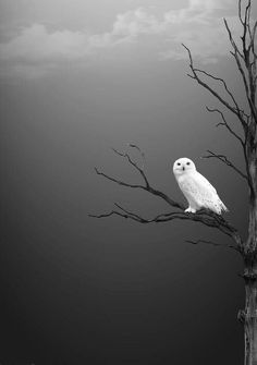 a white owl sitting on top of a tree branch