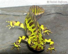 a yellow and black lizard sitting on top of a stone floor next to a wall