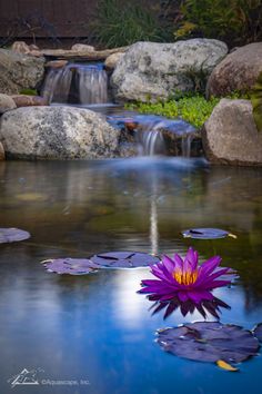 a purple flower sitting on top of a pond next to rocks and water lilies