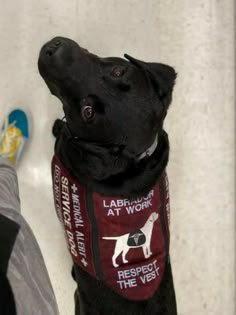 a black dog wearing a red shirt with white writing on it's chest and collar