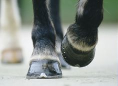 the horse's hooves are visible as it walks