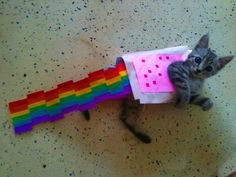 The real Nyan Cat! Nya Cat, Pop Tart, Silly Cats Pictures, Scene Kids, Scene Emo, Silly Animals