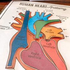 a diagram of the human heart on top of a piece of paper next to a pen