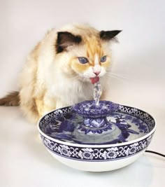 a cat drinking water from a blue and white bowl