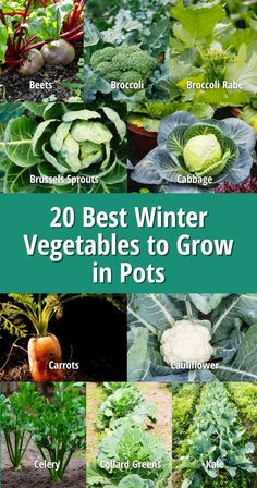 20 best winter vegetables to grow in pots