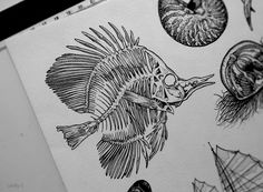 a drawing of fish and other marine life