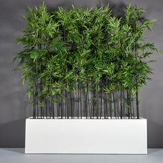 a white planter with bamboo plants in it