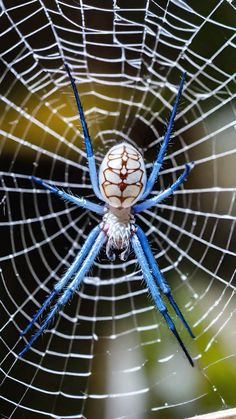 a blue and white spider in its web