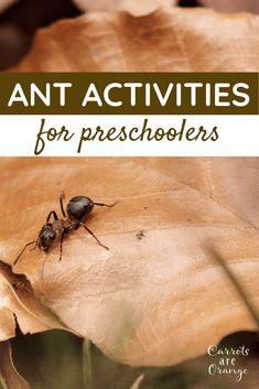 ant activities for preschoolers with text overlay