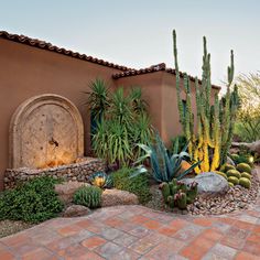 an outdoor garden with cactus, cacti and other plants