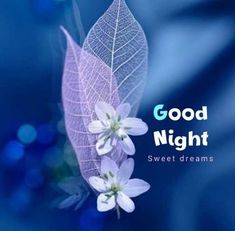 the words good night sweet dreams are written on a blue background with white flowers and leaves