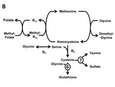 Methionine from muscle meat contributes to cell growth and repair, cellular communication, antioxidant defense, and detoxification. In order to fulfill these …d Article Summary, Excellent Health, Weston A Price, Beyond Good And Evil, Study Stuff, Cell Growth, Biochemistry, Vegetarian Diet, Good And Evil