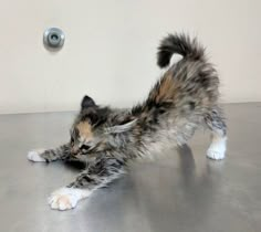 a kitten is playing on the floor with it's tail hanging back and paws up