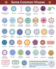 an image of some common types of coronas in different colors and sizes, with the names