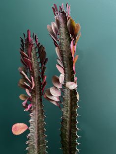 two green and red plants in a vase against a blue wall, one with leaves on it