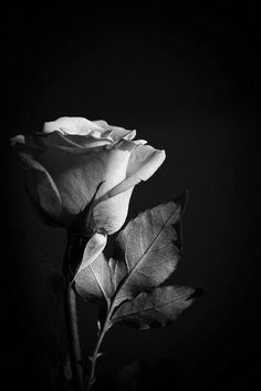 Background Frames, Black And White Roses, Black And White Flowers, Grey Roses, Black And White Aesthetic, Black Flowers, Chiaroscuro, Alam Yang Indah