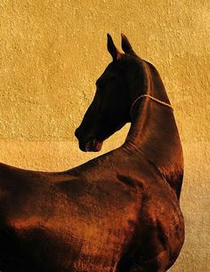 a brown horse standing in front of a yellow wall