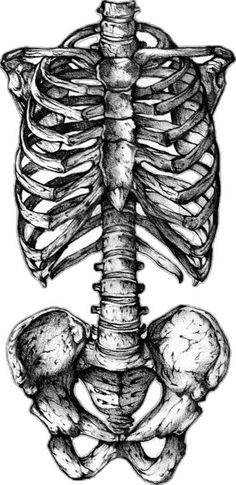 a drawing of the ribcage and its ribs is shown in black and white