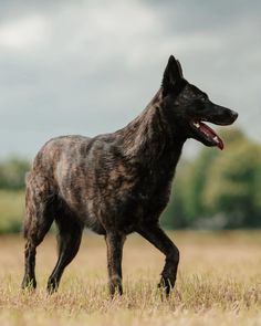 a black dog walking across a dry grass field with it's tongue hanging out