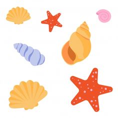 various sea shells and starfish on a white background