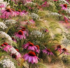 pink and white flowers are growing in the grass next to some tall grasses with red centers