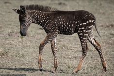 a baby zebra standing on top of a dry grass field