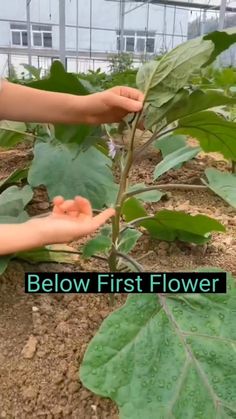 someone is holding out their hand to plant a flower in the ground with green leaves