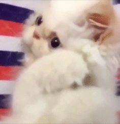 a small white dog laying on top of an american flag blanket holding a stuffed animal