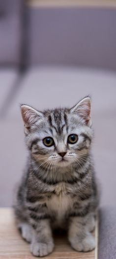 a small kitten sitting on top of a wooden floor