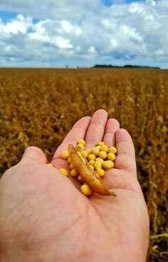 a person holding out their hand with corn in the foreground and a field in the background