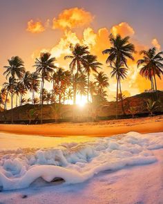 the sun is setting behind some palm trees on a beach with waves in the foreground