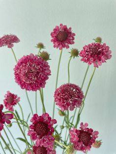 pink flowers are in a glass vase on a white tablecloth, against a plain background