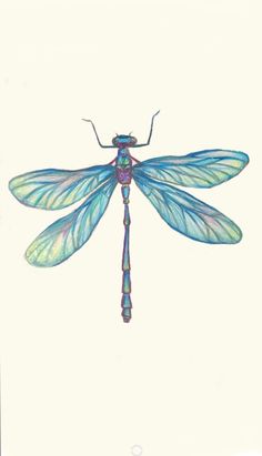 a drawing of a blue dragonfly on a white background