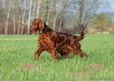 a brown dog walking across a lush green field