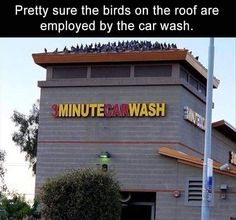 a building with birds on the roof that says, pretty sure the birds on the roof are deployed by the car wash