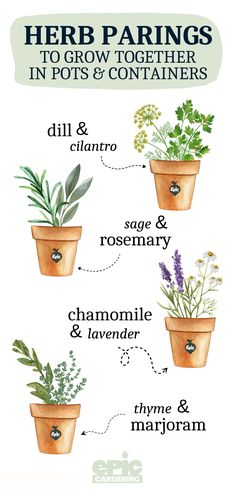 an illustrated guide to growing herbs in pots and containers