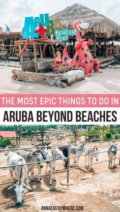 the most epic things to do in aruba beyond beaches, with text overlay