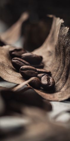 some coffee beans are laying on top of the leaves in this photo, and it looks like they have fallen apart