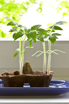 two plants are growing in a blue tray