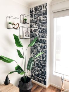 a plant in a black pot on a wooden table next to a wall with pictures