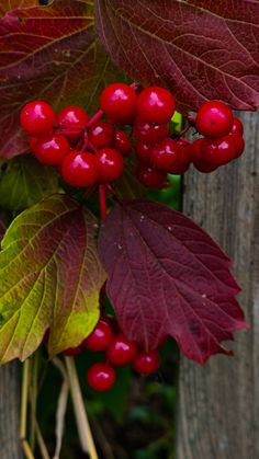 some red berries are growing on the tree