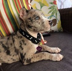 a dalmatian dog laying on a couch with its head turned to the side