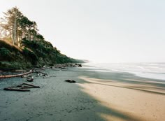 the beach has fallen trees on it and is very empty with no people in it