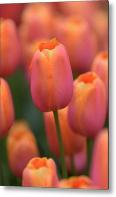 pink and orange tulips metal print