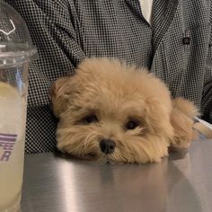 a small brown dog laying on top of a metal table next to a glass bottle