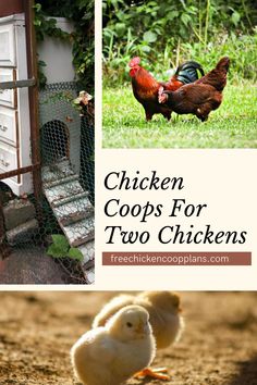 chicken coops for two chickens are the best way to keep them from pecking