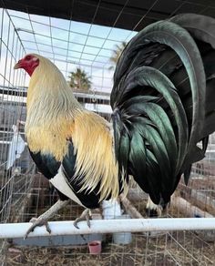 a rooster standing on top of a metal fence