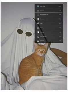 an orange cat sitting on top of a bed next to a white cloth covered ghost