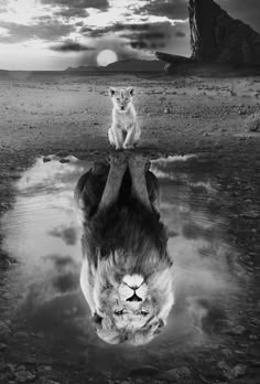 a lion is reflected in the water with its reflection on it's back end